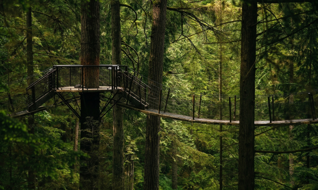 North Shore Alpine & Capilano 9